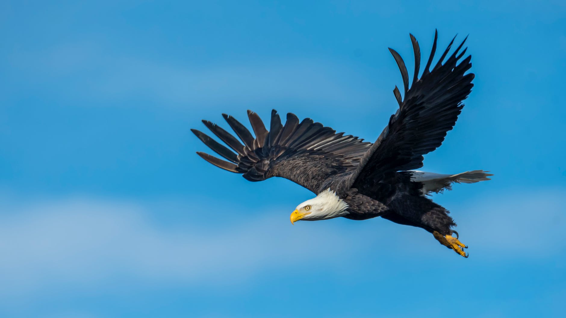 an eagle flying in the sky