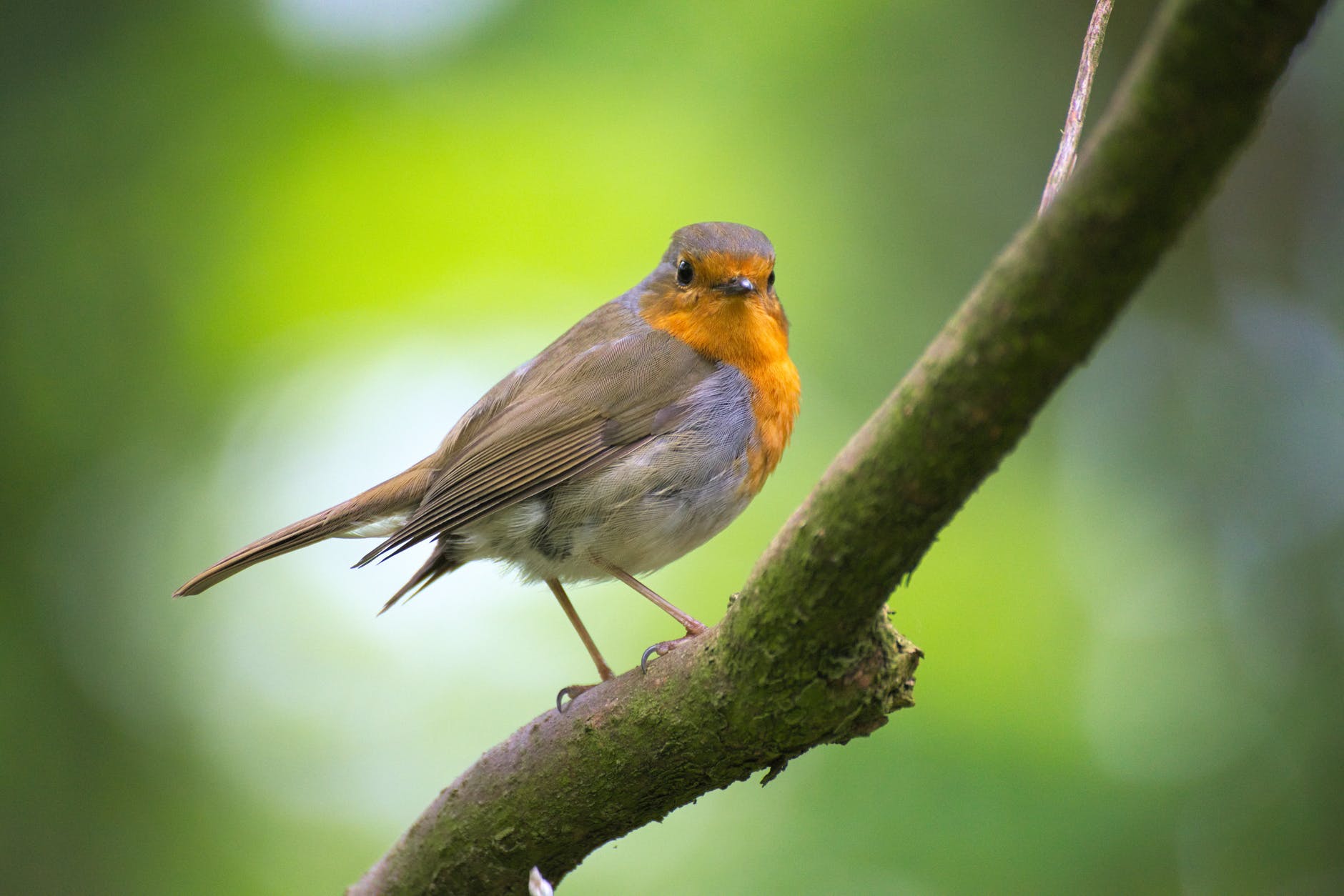 animal avian beak bird